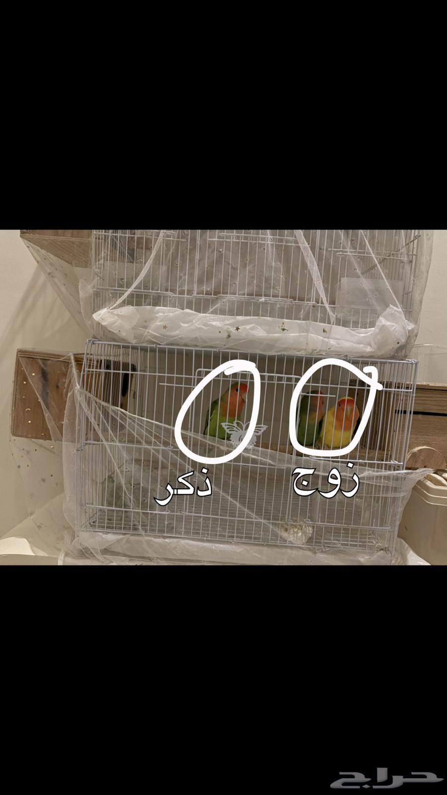 Rose Ring Parakeets Day63987614328321110