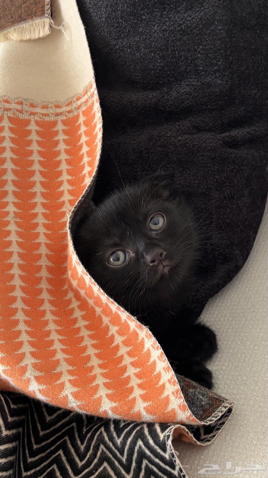 For sale British Shorthair, one of the best types, very playful63984020089090110