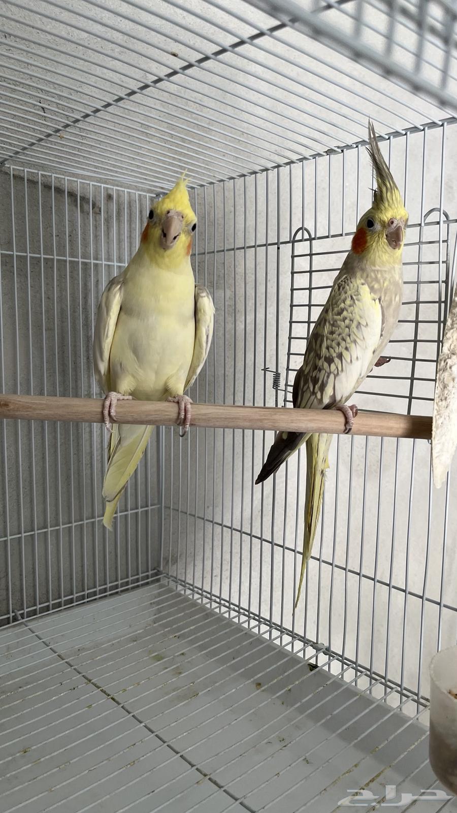 Crown Parrot Product63989576061185111