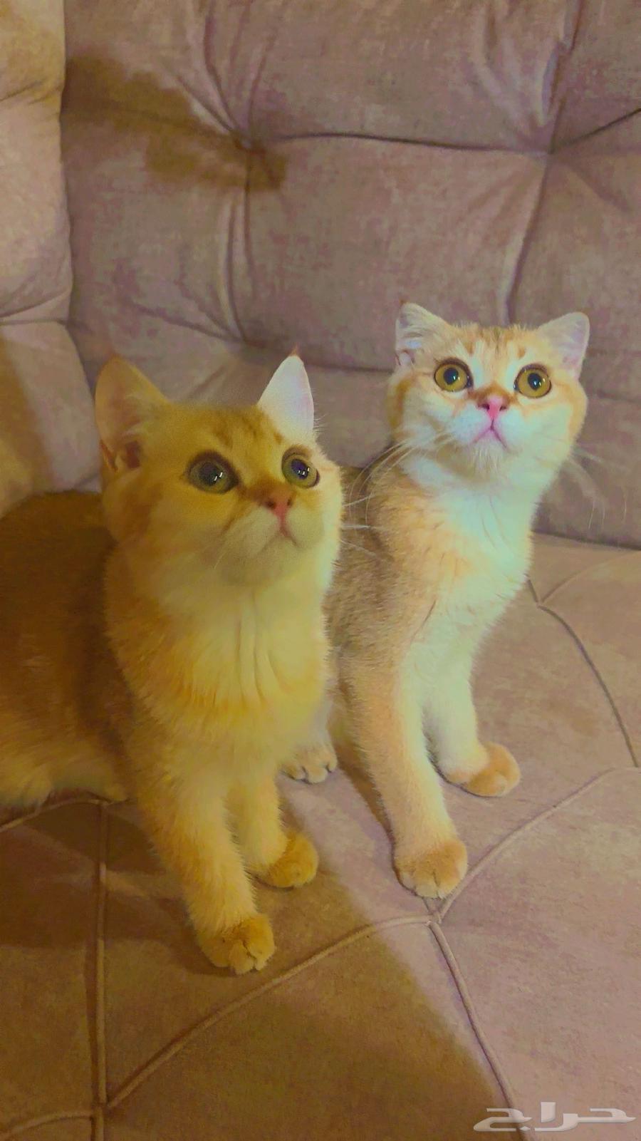 Scottish cats for sale at a discounted price (only female left)63983490882051110
