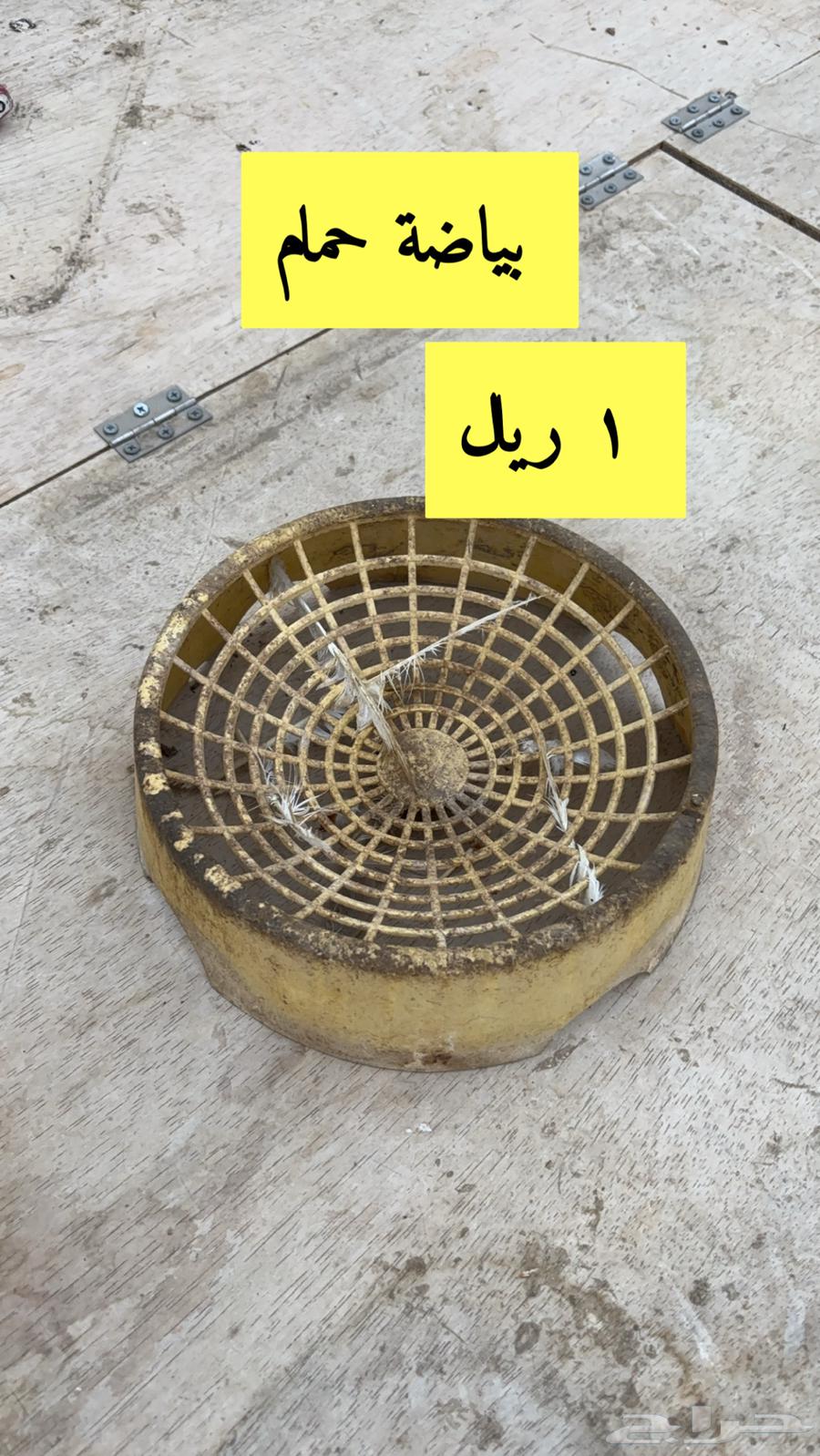 Chicks Incubator63989688907907110
