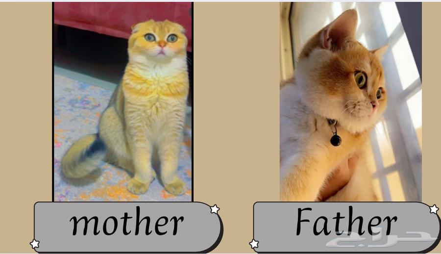 Scottish cats for sale at a discounted price (only female left)63983490882051112