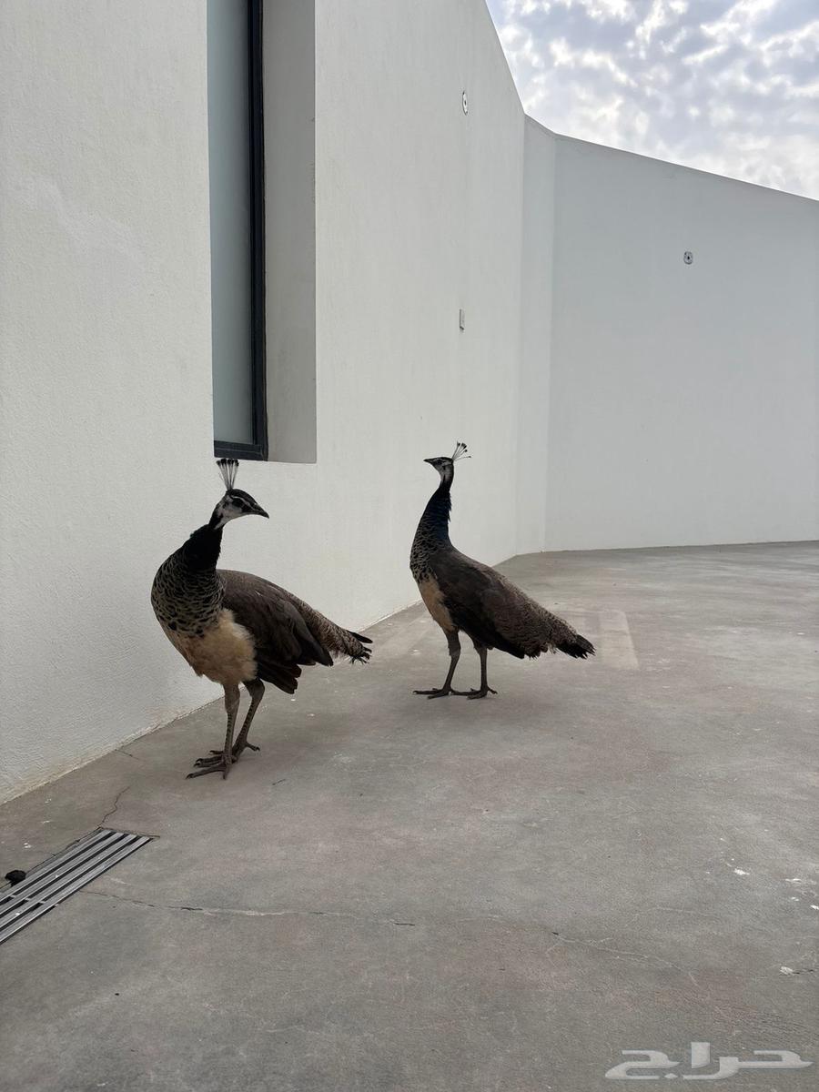 Peacock Pair and Single63994940986113113