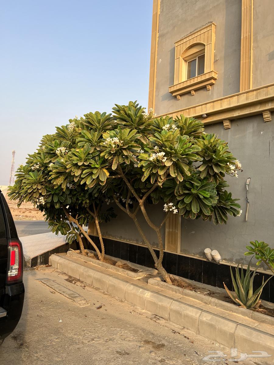 ياسمين هندي63988771526785111