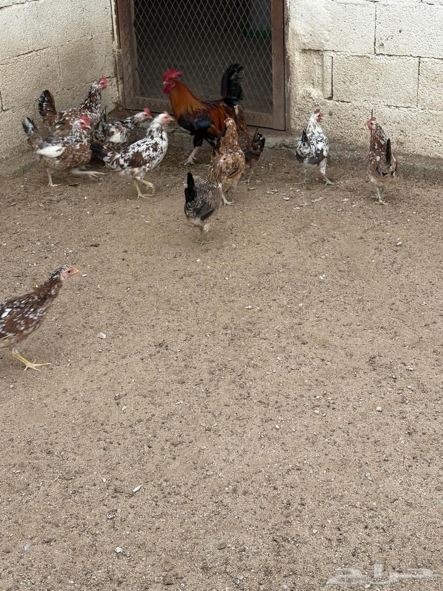 Local Macintosh Chicken63792553132674114