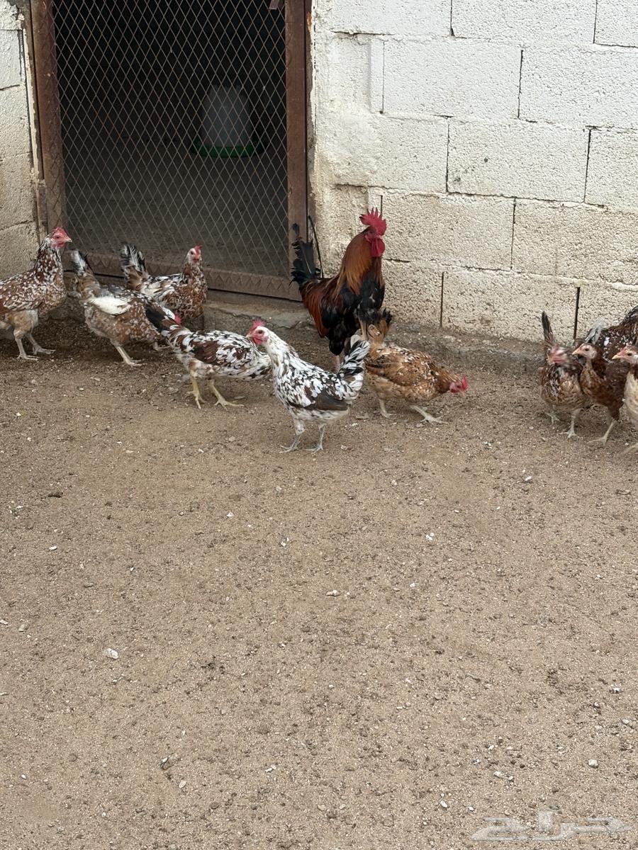 Local Macintosh Chicken63792553132674111