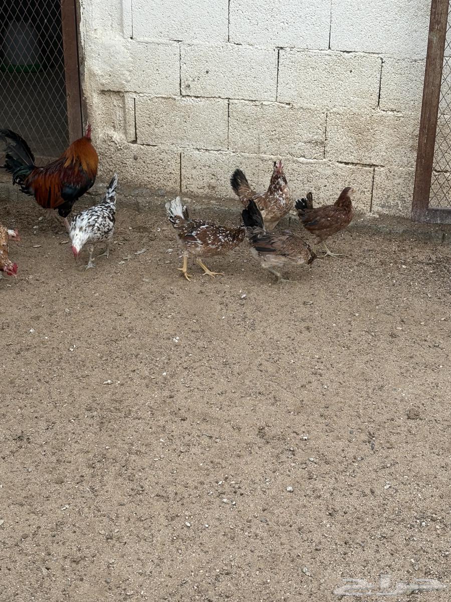 Local Macintosh Chicken63792553132674112