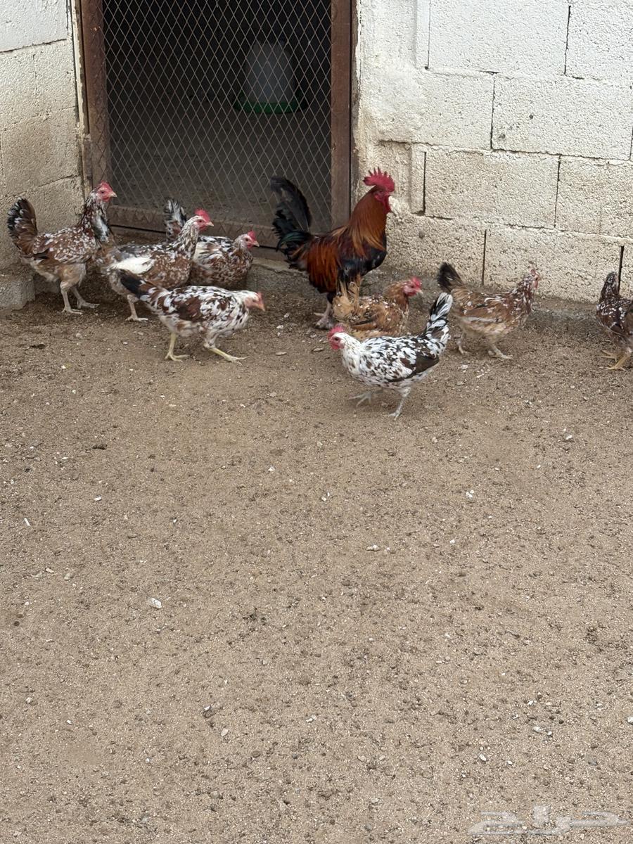 Local Macintosh Chicken63792553132674113
