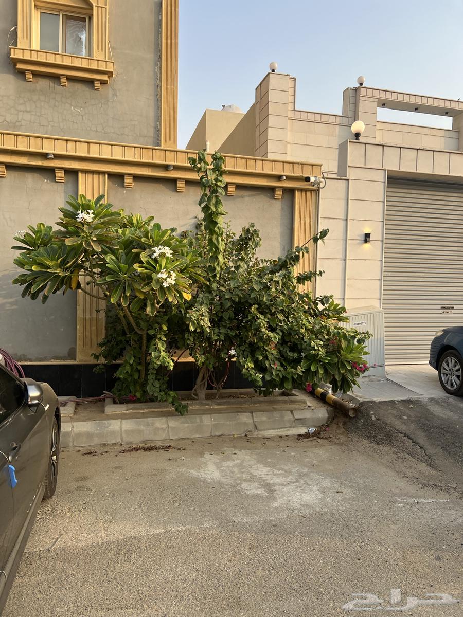 ياسمين هندي63988771526785112