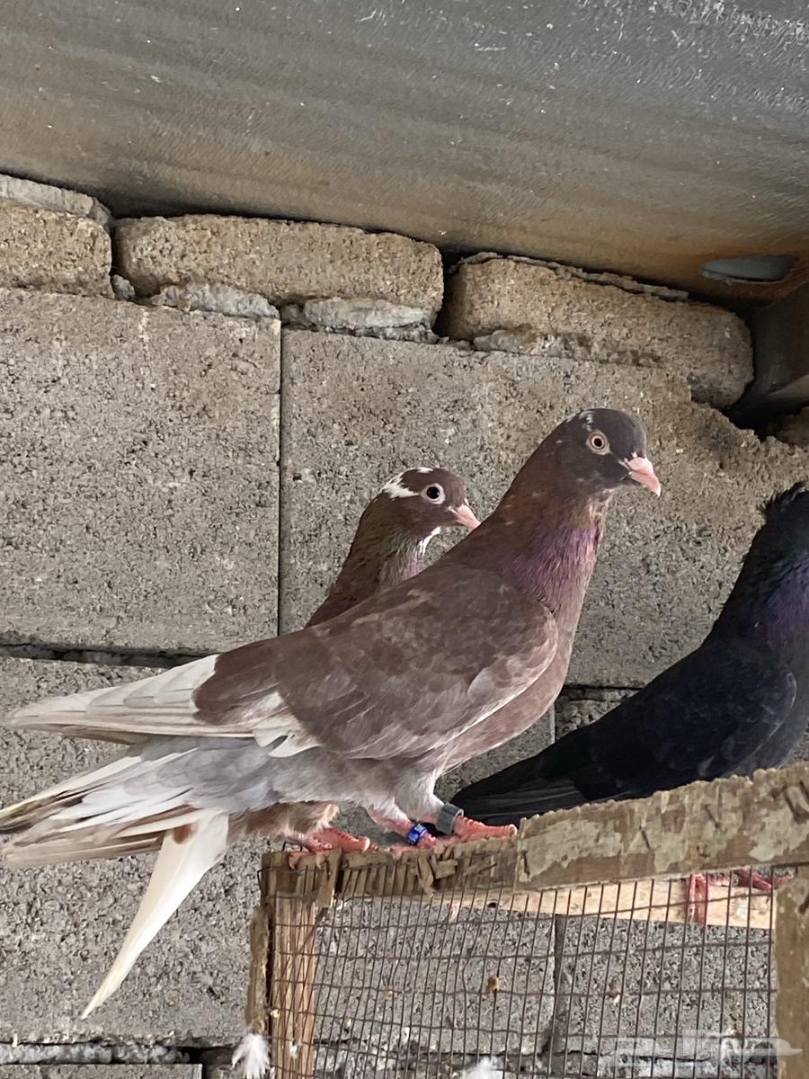 Red Velvet Pigeon Bath63985166412930110