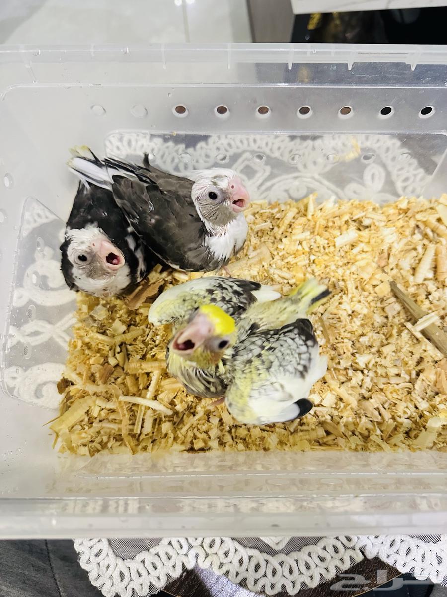 Dutch Krovan Chicks and Pakistani Farasha Seeds (Sold)63992720672130112