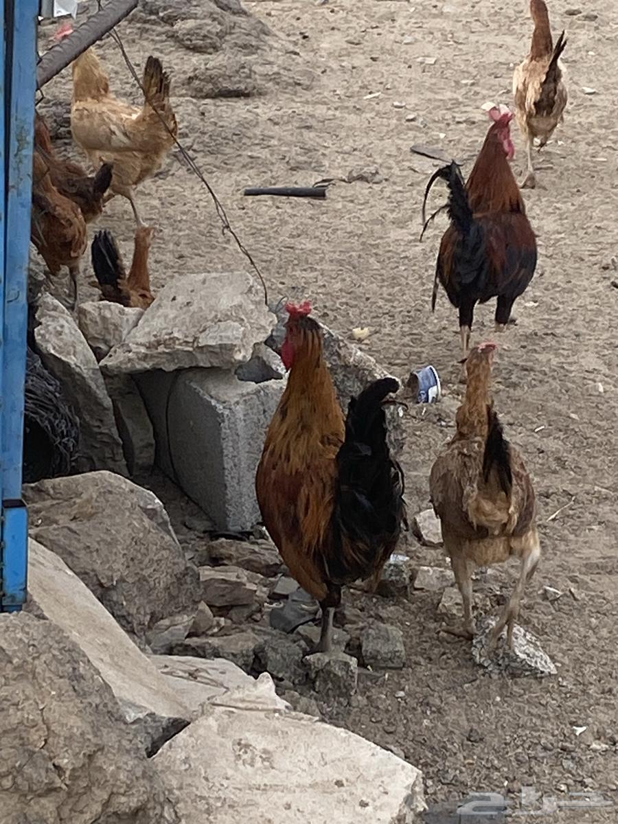 ديك براهما63915814150913112
