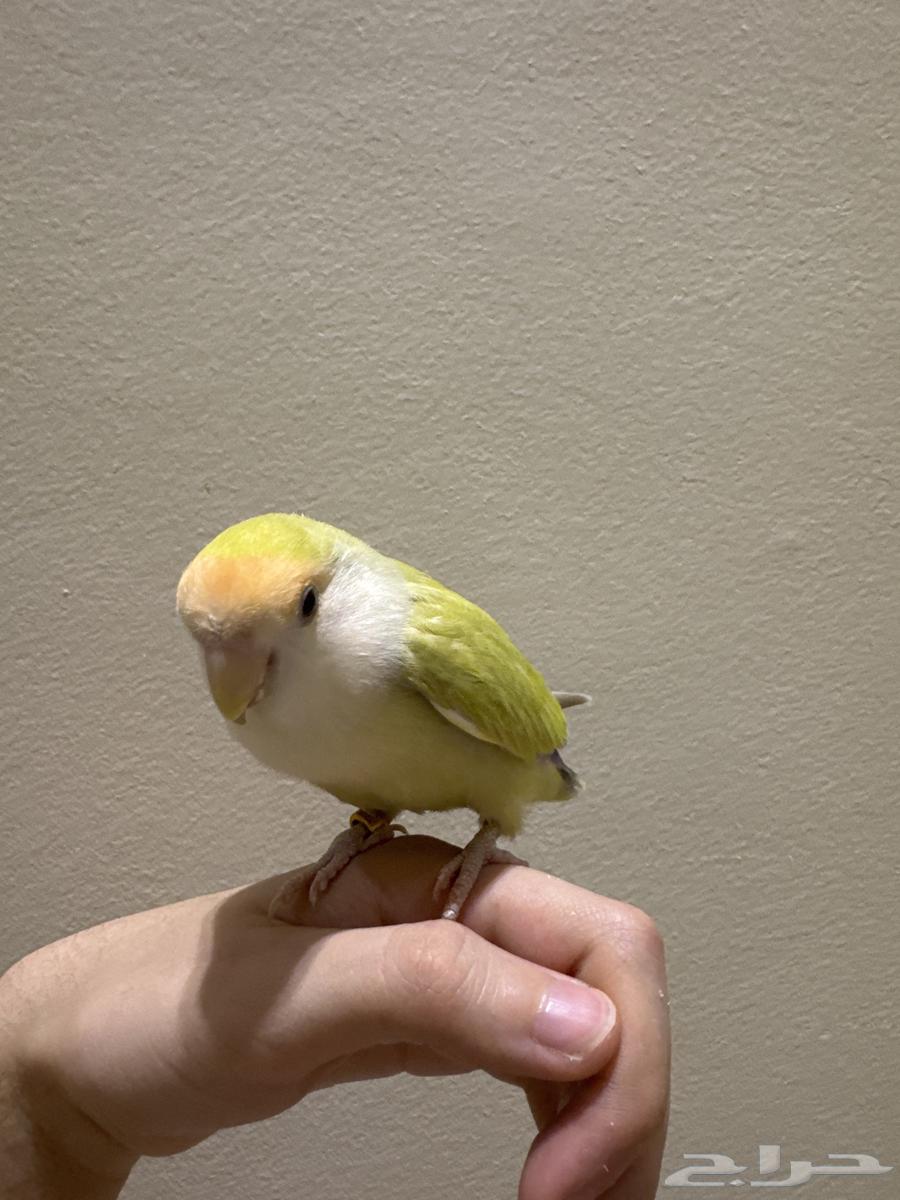 Lemon-colored Rose-faced Lovebird in Excellent Health63993734482562111