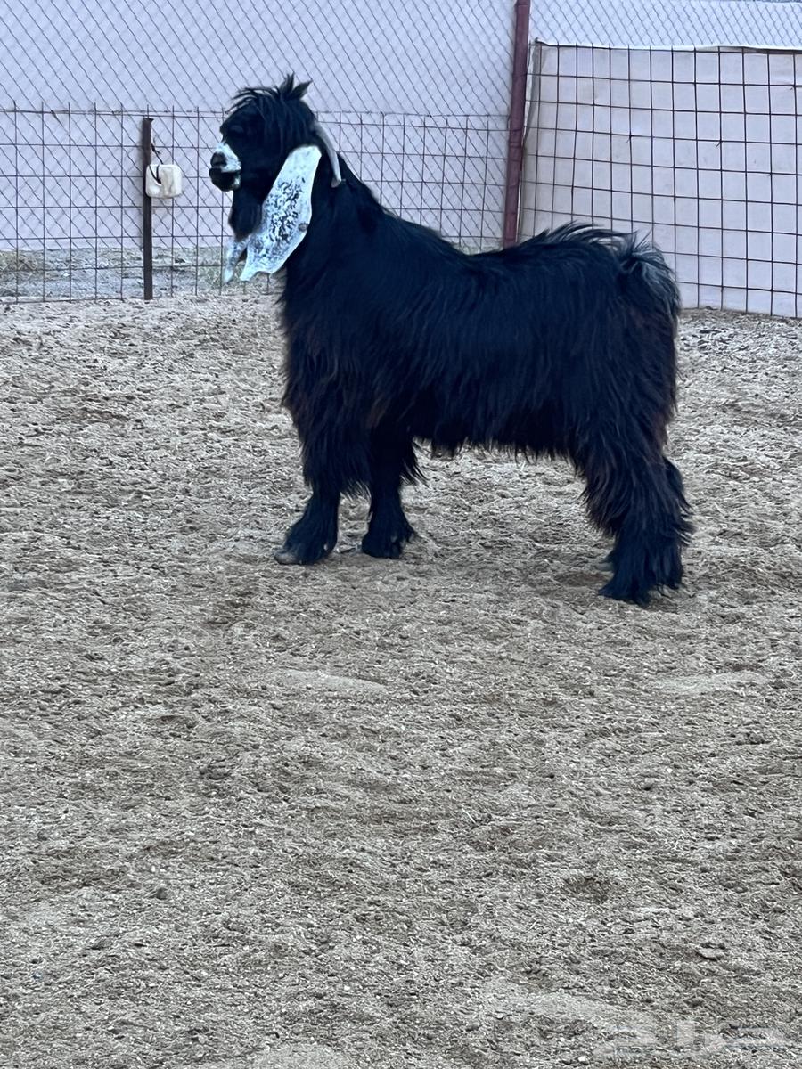 Thinyi breed buck for temporary use63991546622723110
