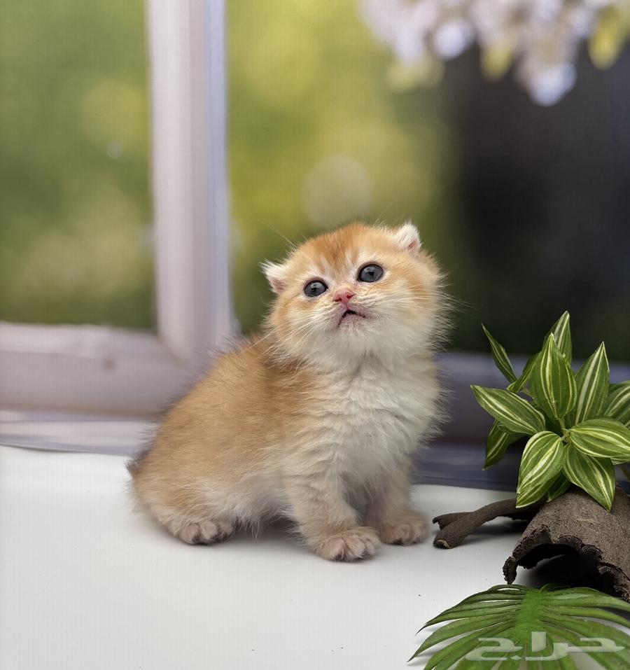 Scotch Orange - Male63992028930051111
