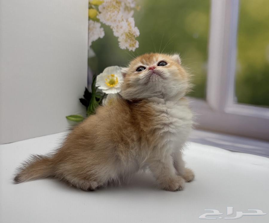 Scotch Orange - Male63992028930051113