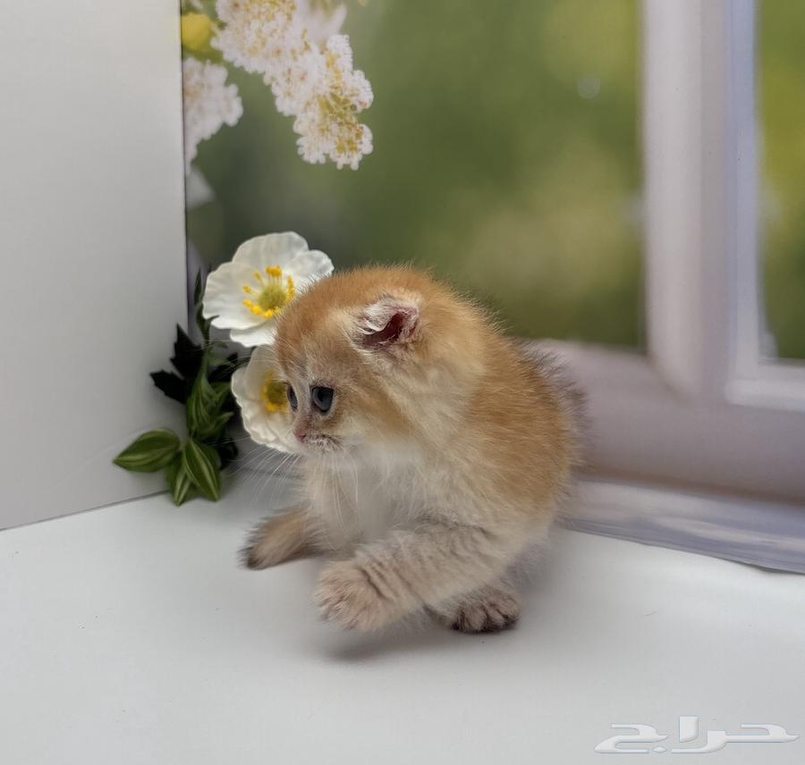 Scotch Orange - Male63992028930051112