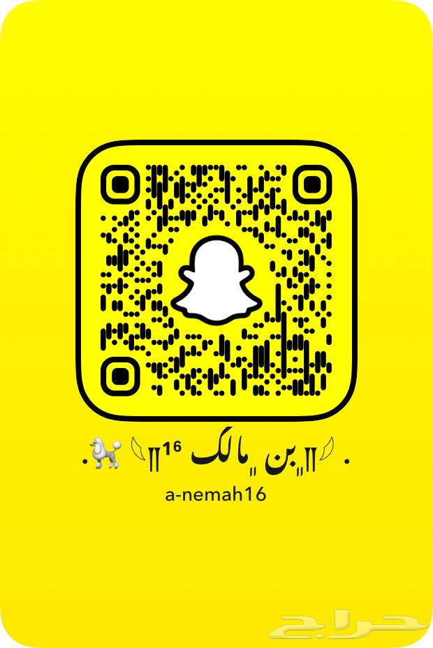 للبيع ذكر بيتبول بلو63389338163843114