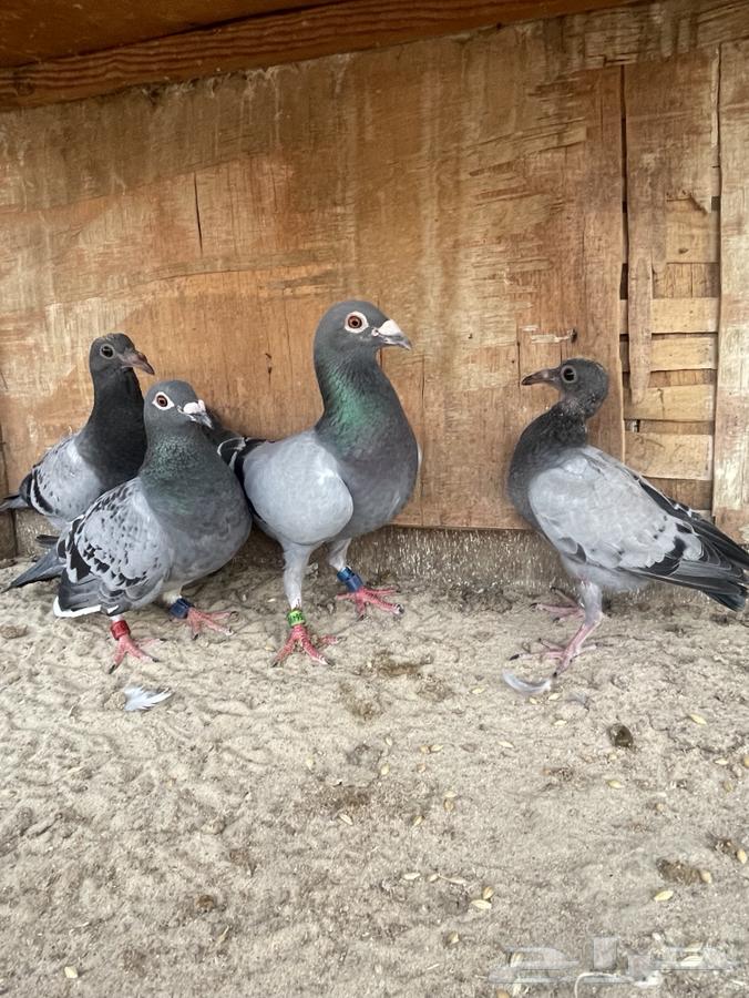 Racing Pigeon Pair for Sale63992026019201110