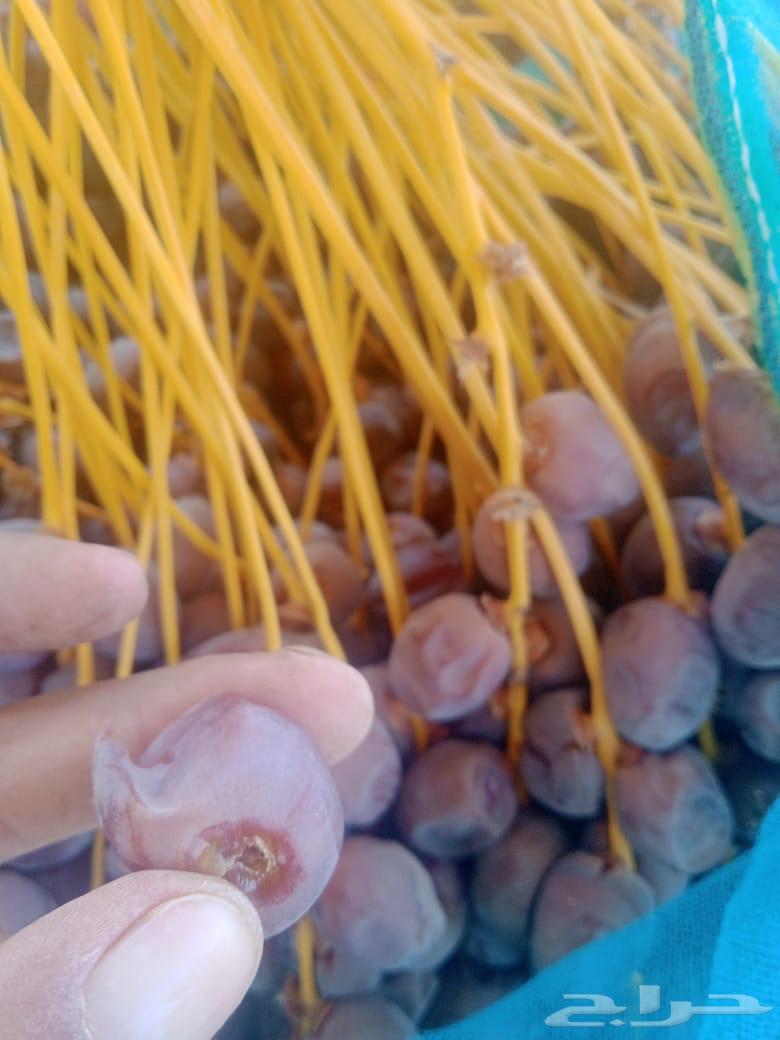 جبيلي كعيك ممتاز64272468623617111