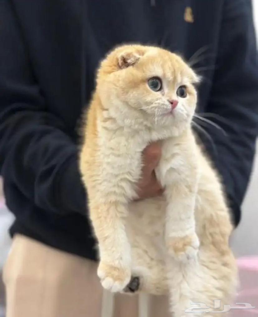 Scottish Fold Gold Triple Fold Male Mention63995487545475110