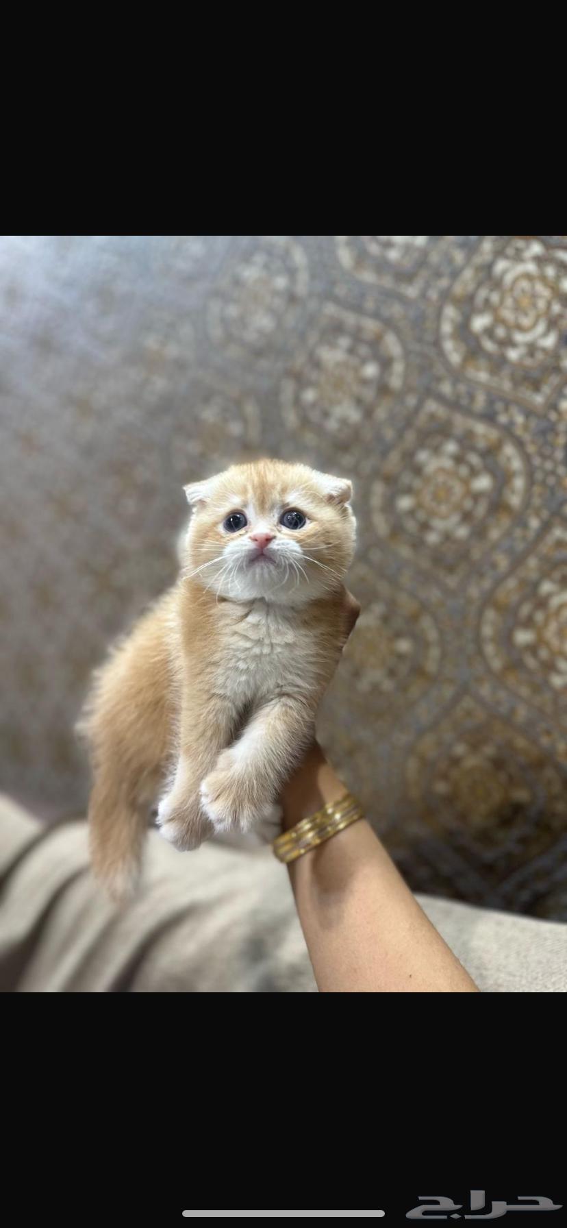 Scottish Fold Gold Triple Fold Male Mention63995487545475113