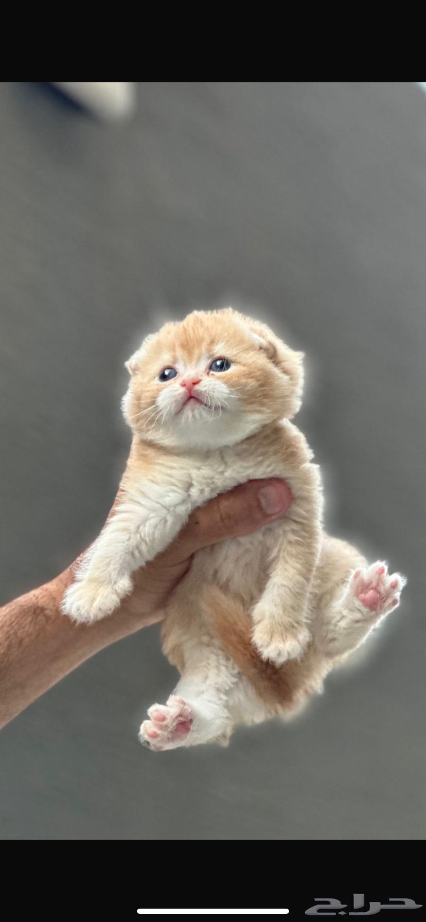 Scottish Fold Gold Triple Fold Male Mention63995487545475112