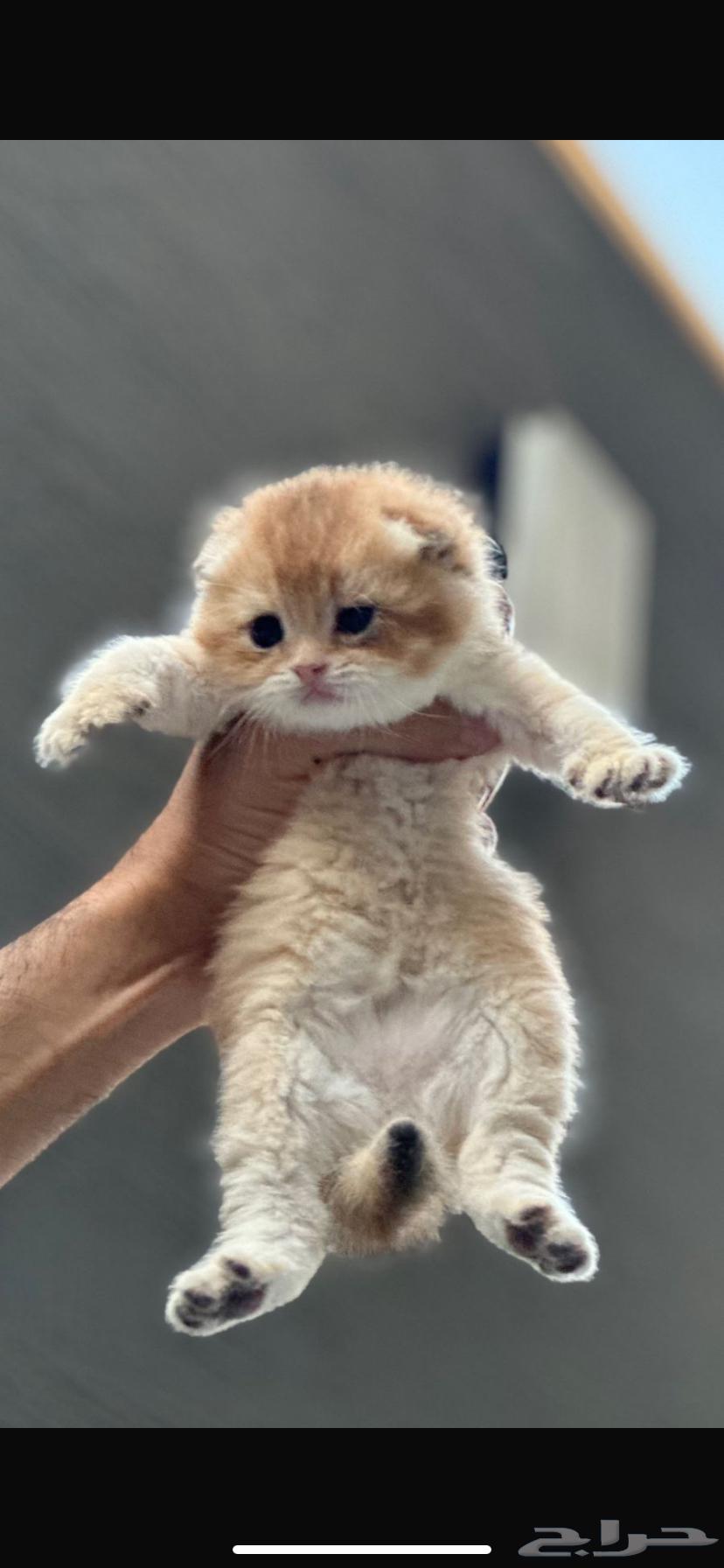 Scottish Fold Gold Triple Fold Male Mention63995487545475111