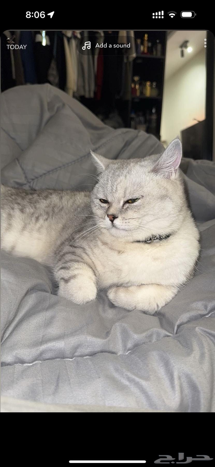Scottish Straight cat for sale63984276020738110