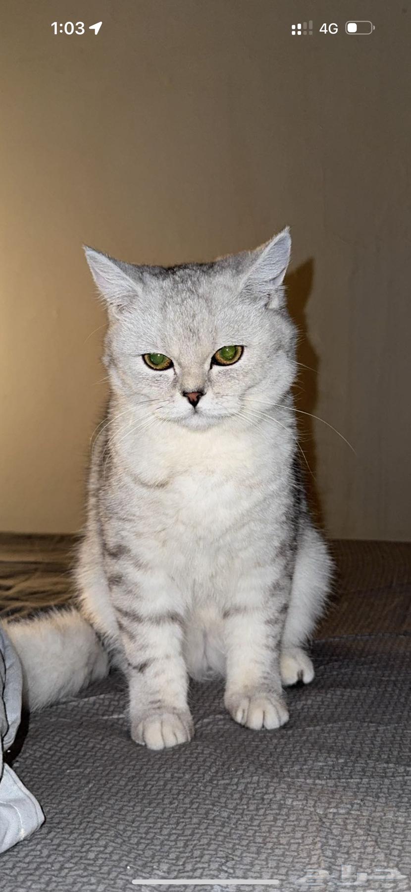 Scottish Straight cat for sale63984276020738113
