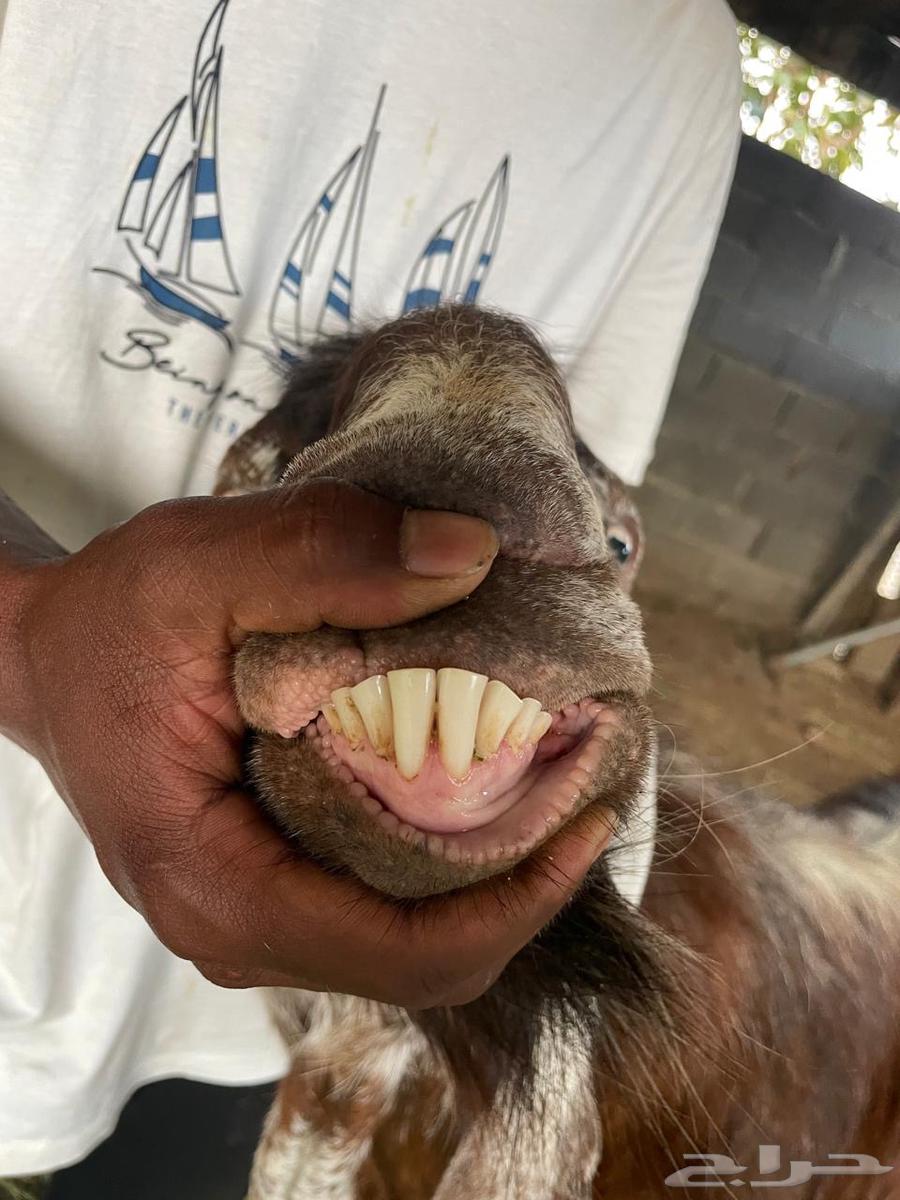 Male goat63988540270210113