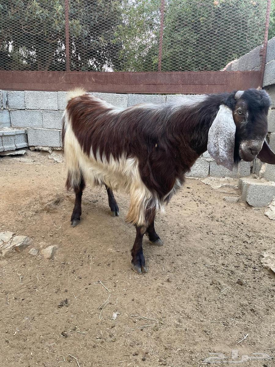 Male goat63988540270210110