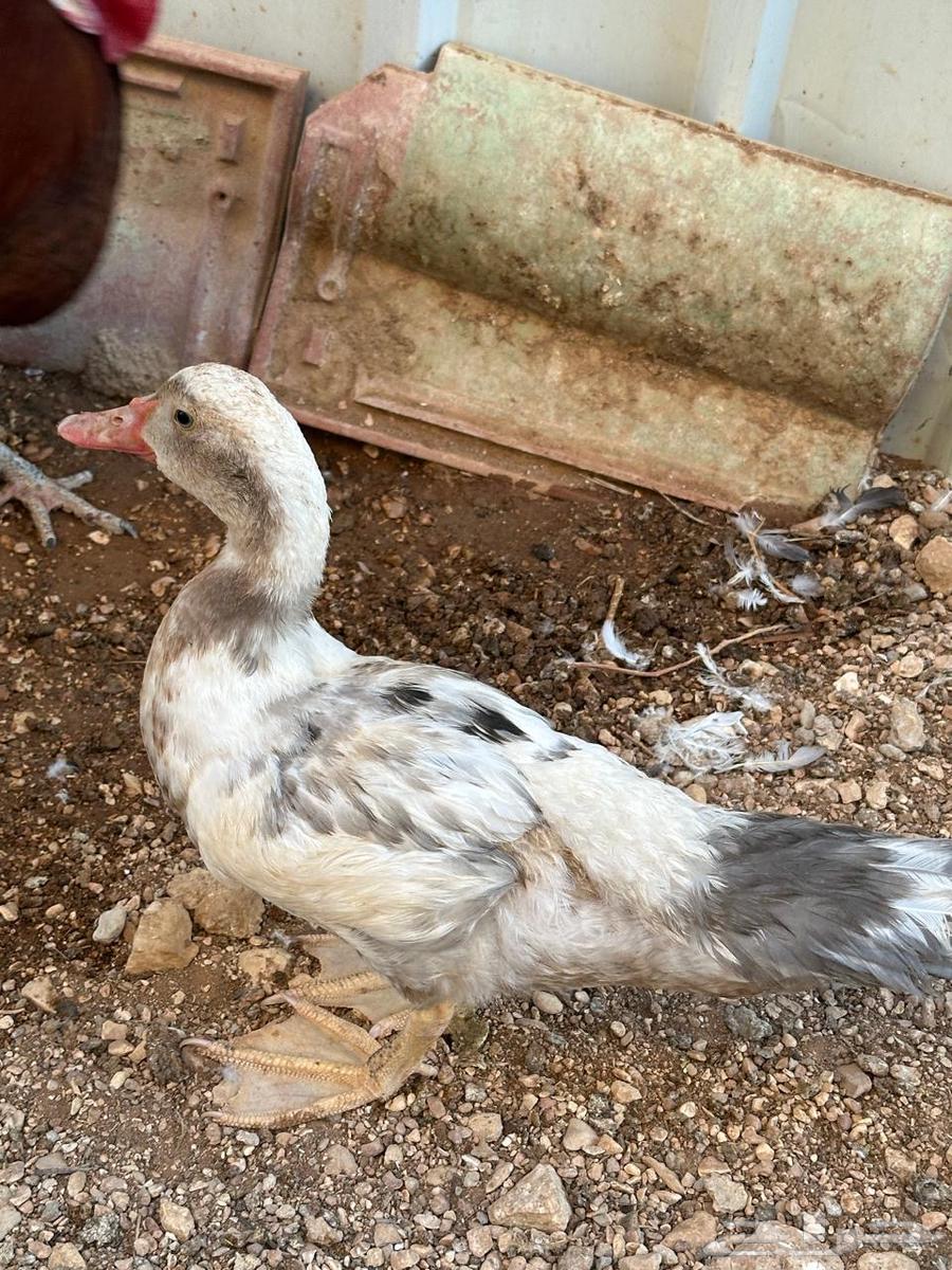بط للبيع فروخ63749039155714111