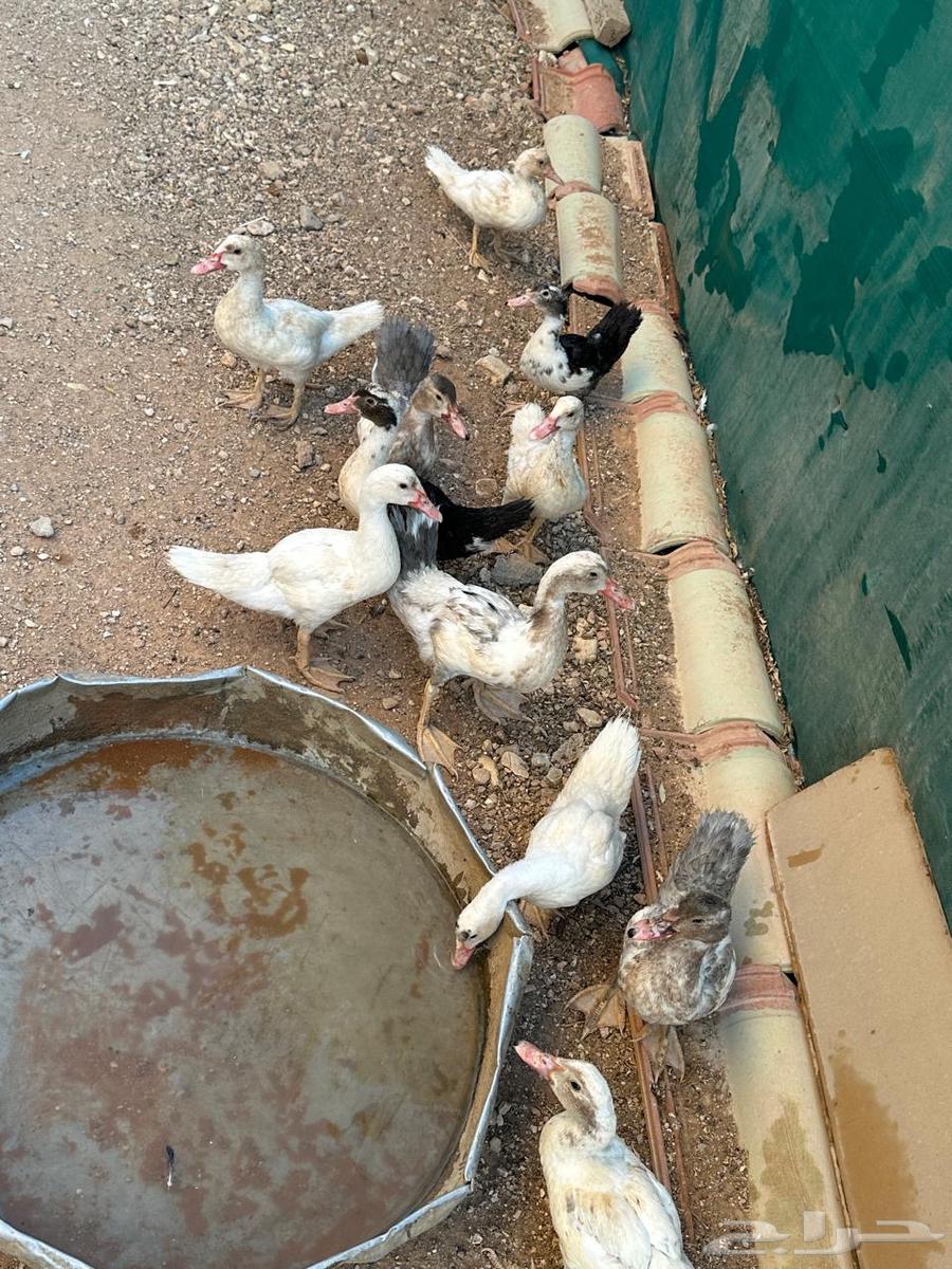بط للبيع فروخ63749039155714113