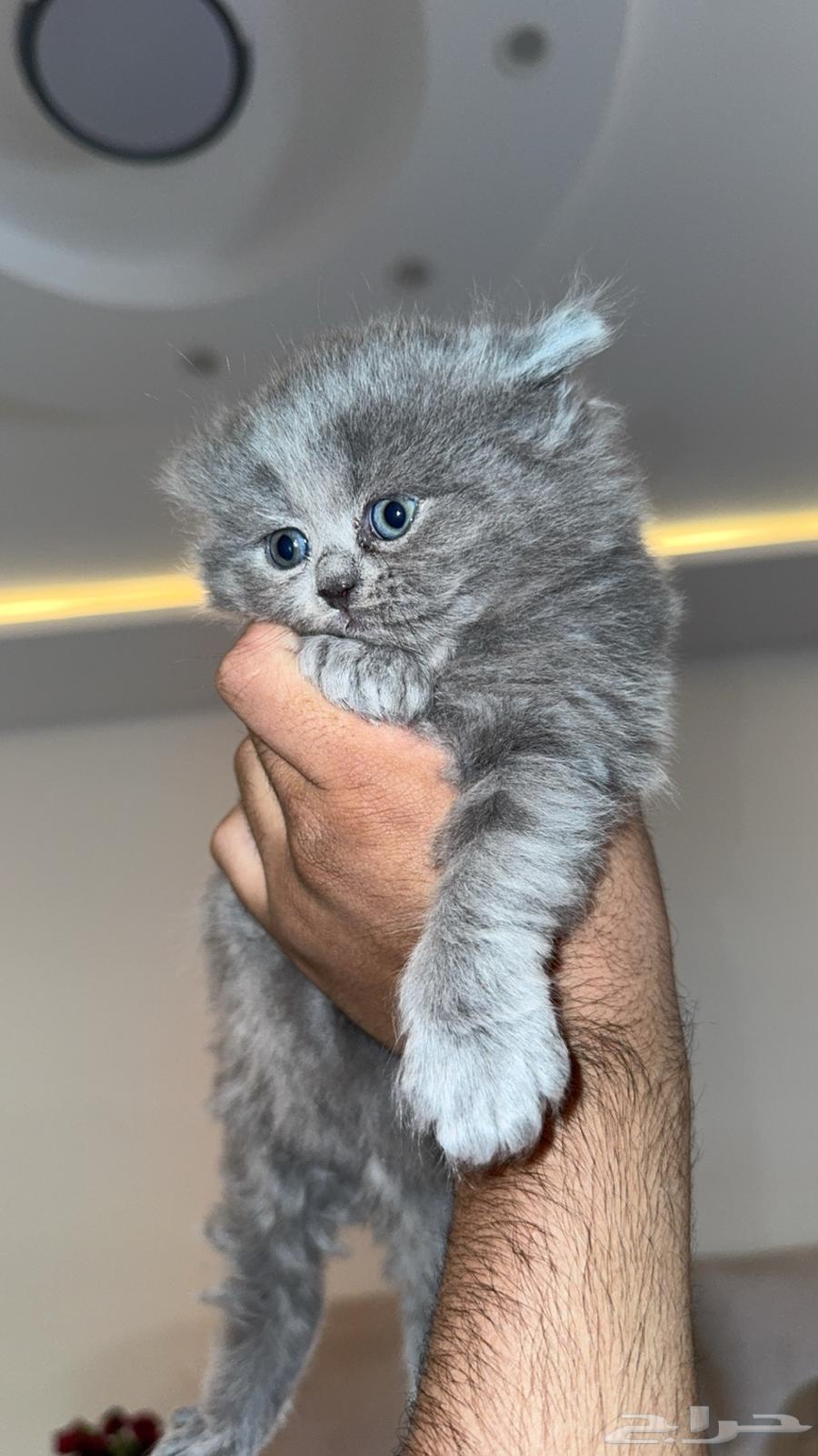 Shirazi cat for sale64010994216705112