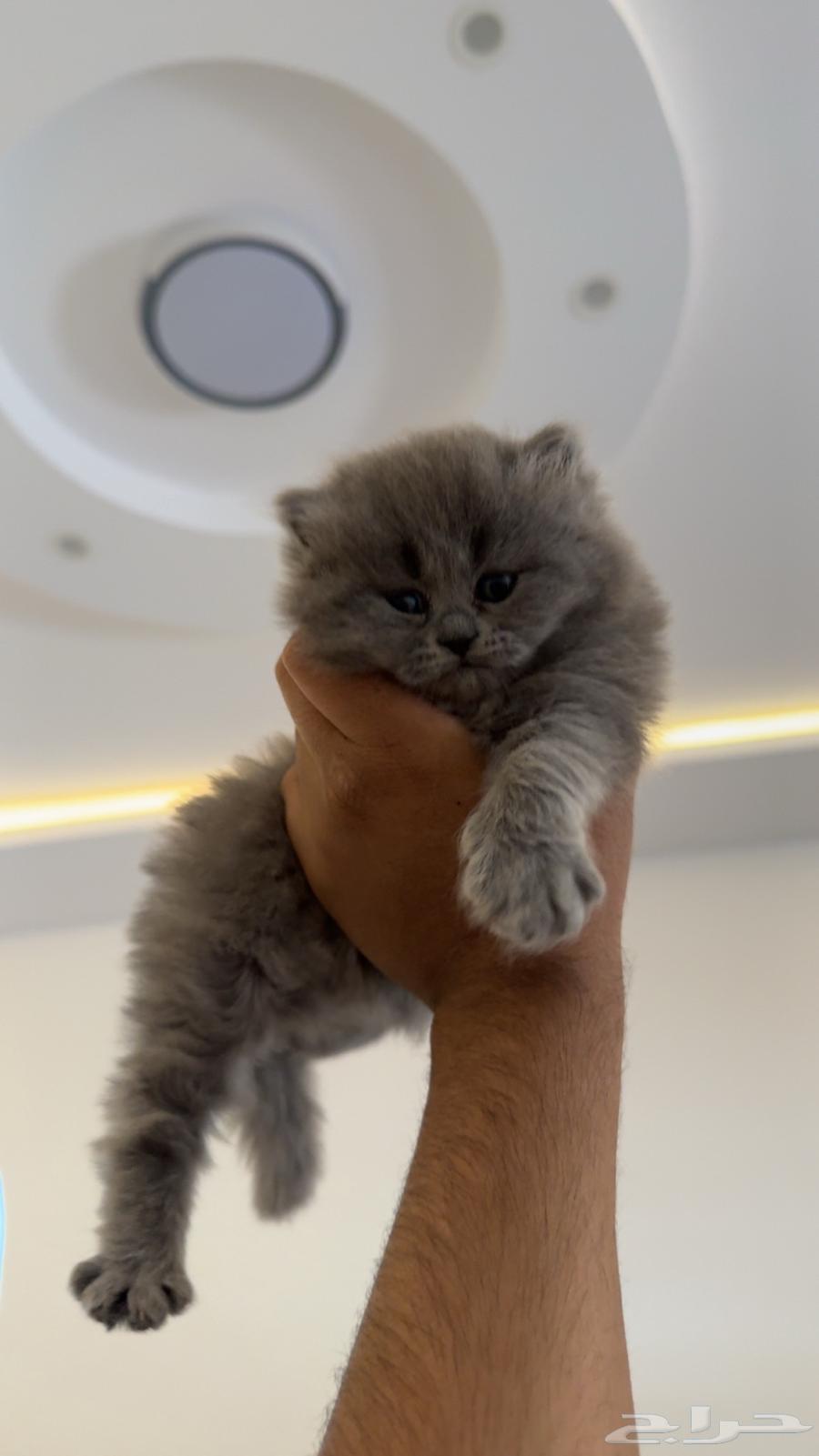 Shirazi cat for sale64010994216705111