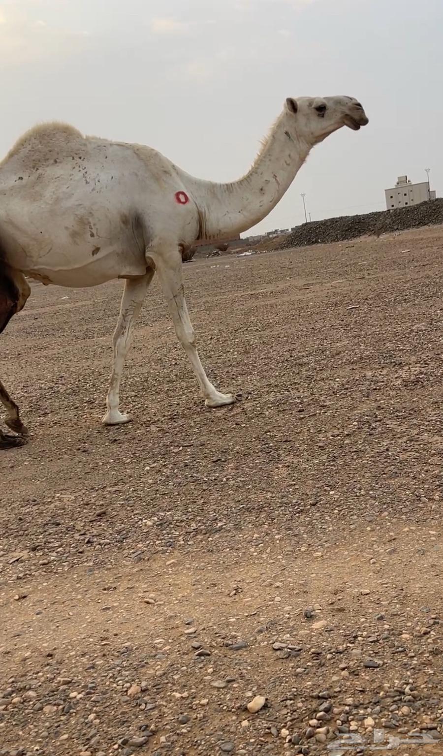 For sale, a good she-camel63619067494531111