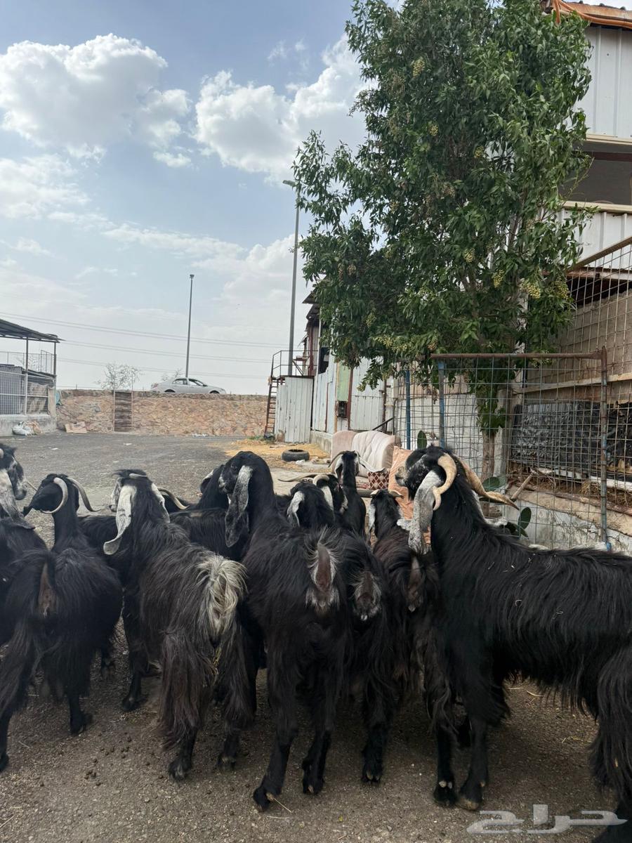 Goat symptoms63619067949698111