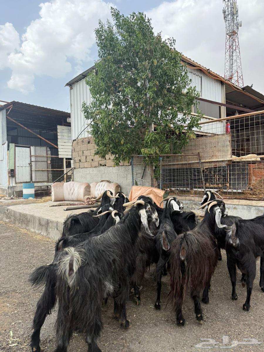 Goat symptoms63619067949698114