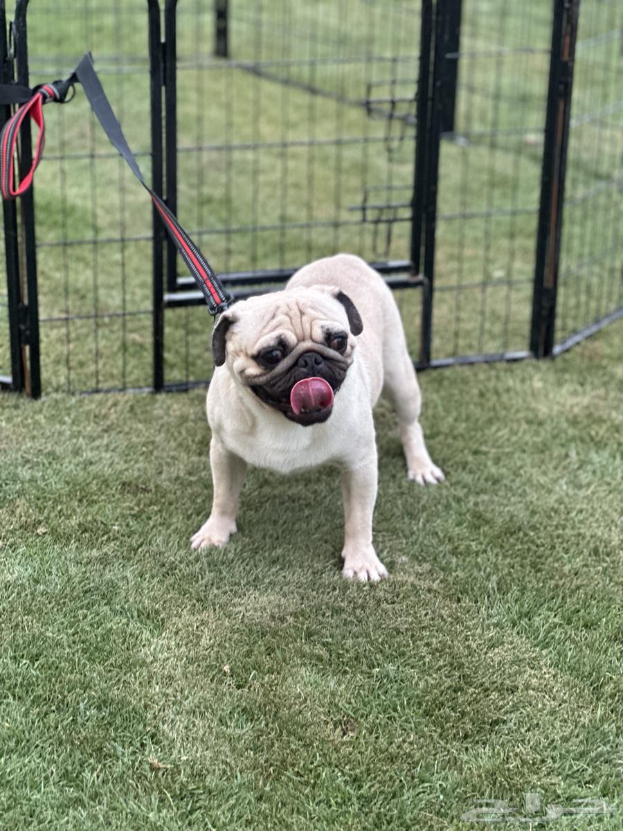 Male Pug for sale64003578193154114