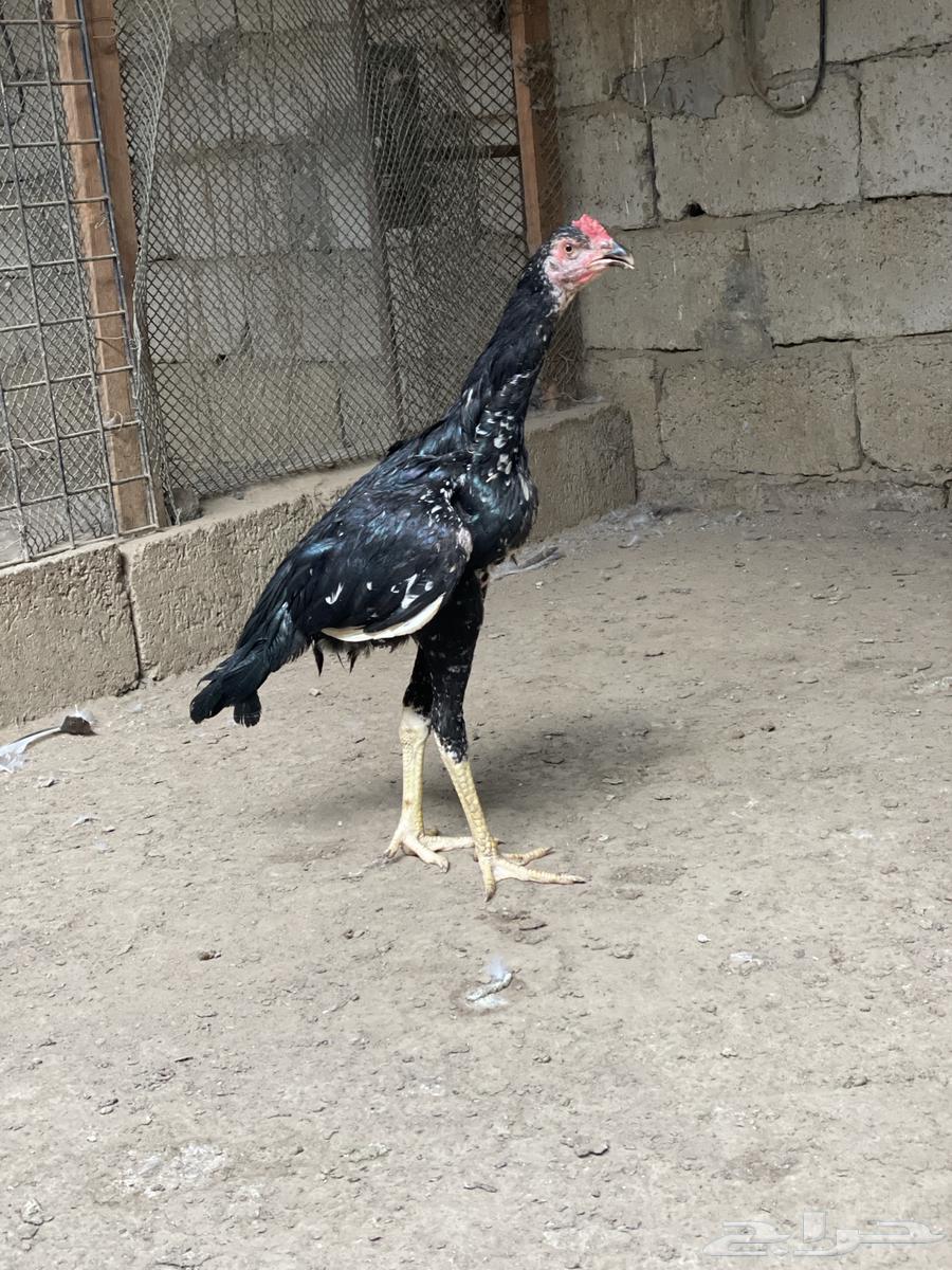 Sindhi Roosters for Sale64009178909442110