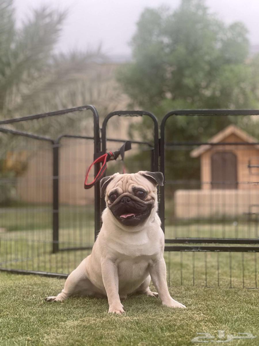 Male Pug for sale64003578193154111