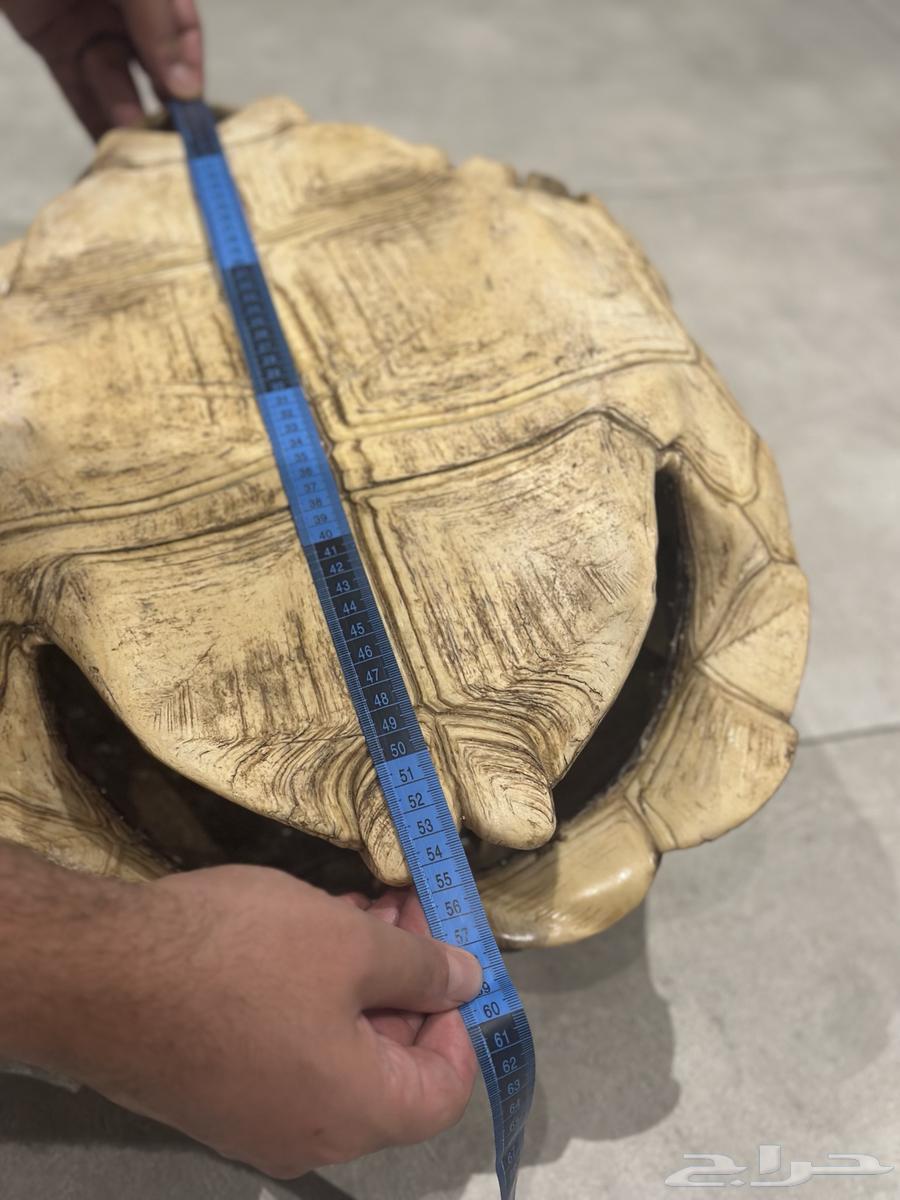 For sale: Genuine and rare Sulcata giant turtle shell64014161453315113