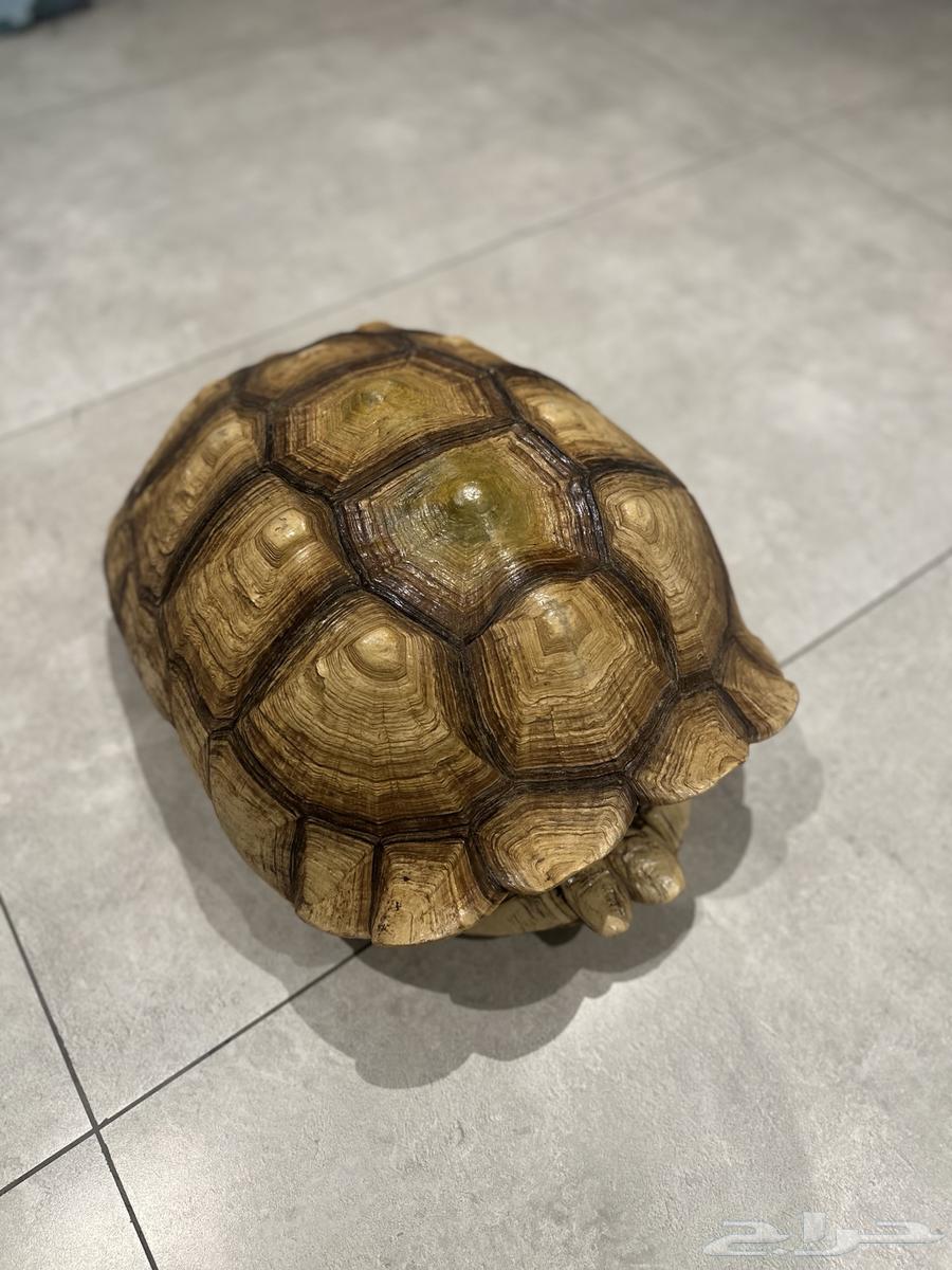 For sale: Genuine and rare Sulcata giant turtle shell64014161453315114