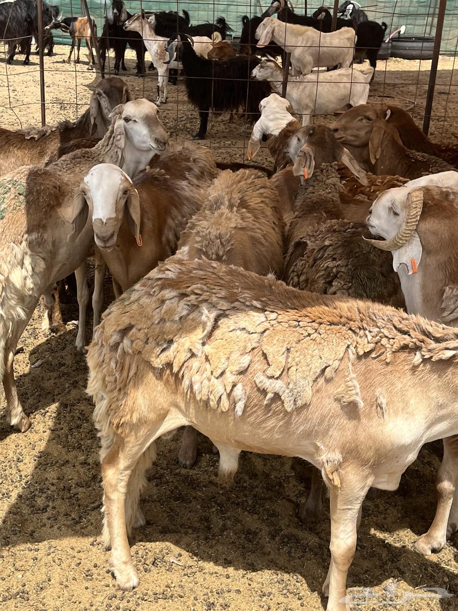 Sawakni breeding for occasions and refrigerator63892671179650110