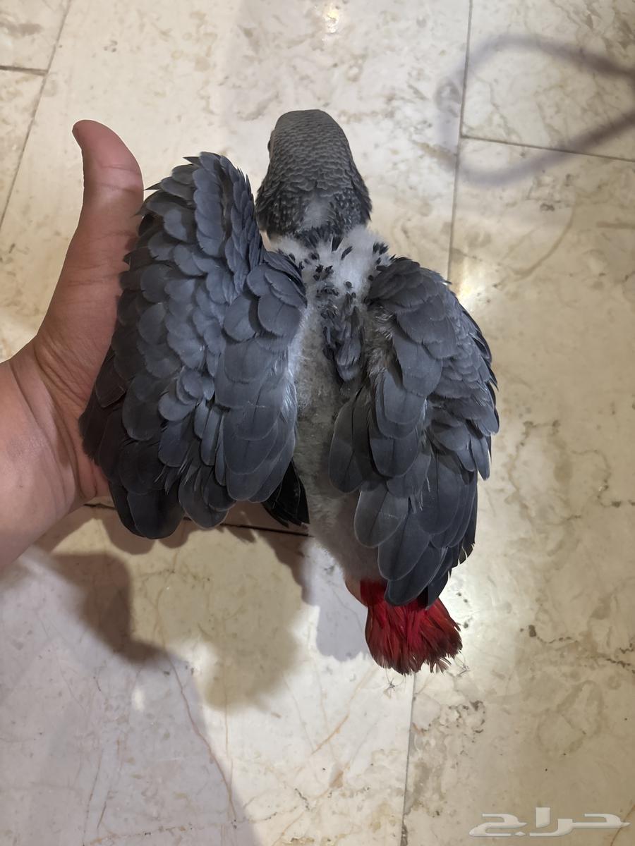 فرخ كاسكو جامبو محلي63656295442947112
