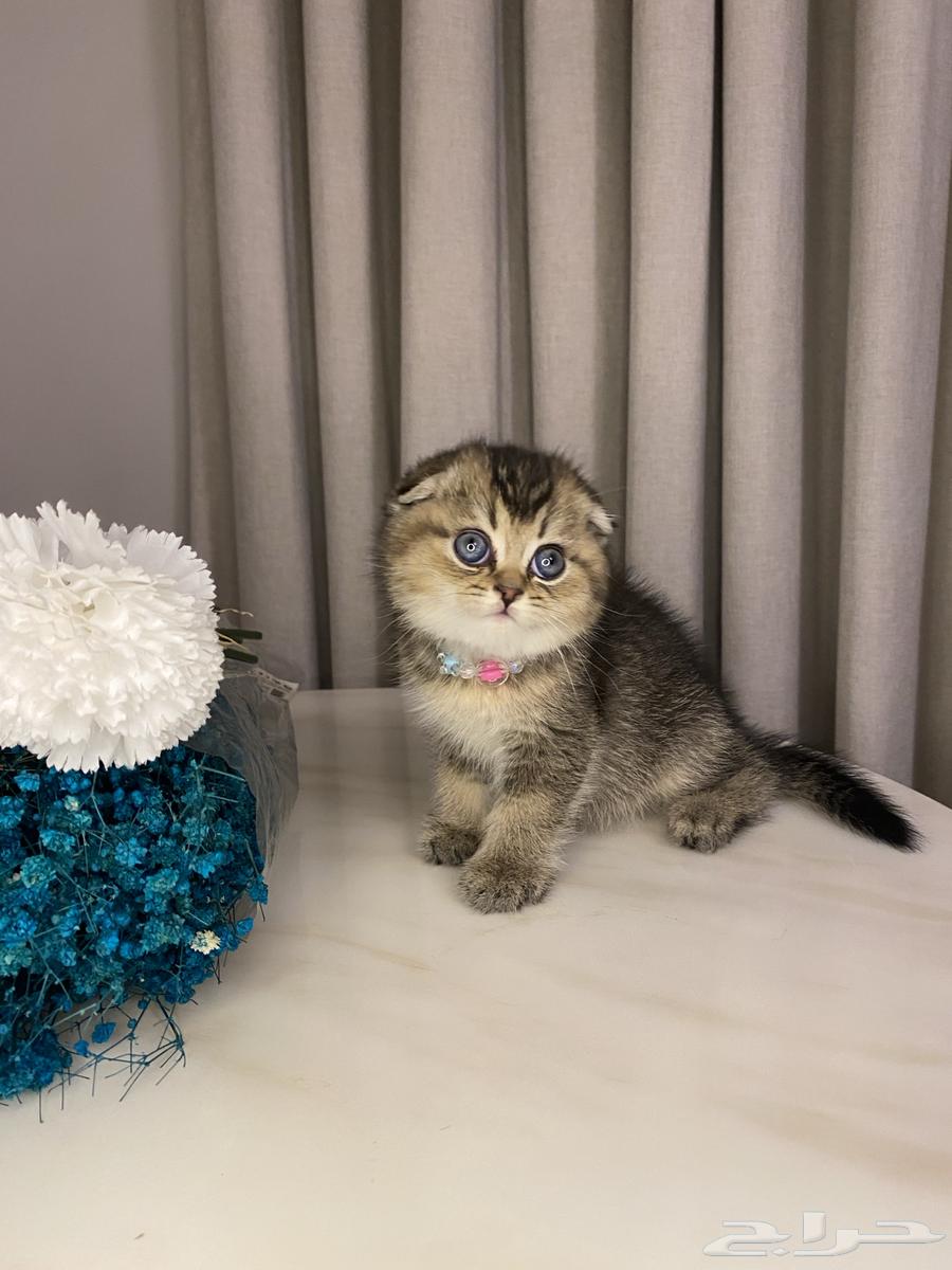 Scottish Fold Cats for Sale64010434231809112