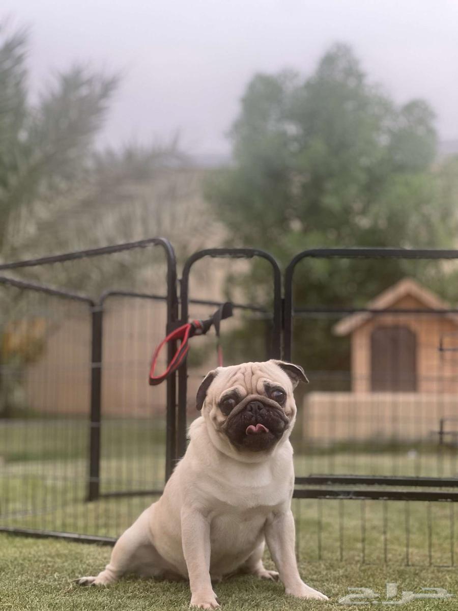 Male Pug for sale64003578193154113
