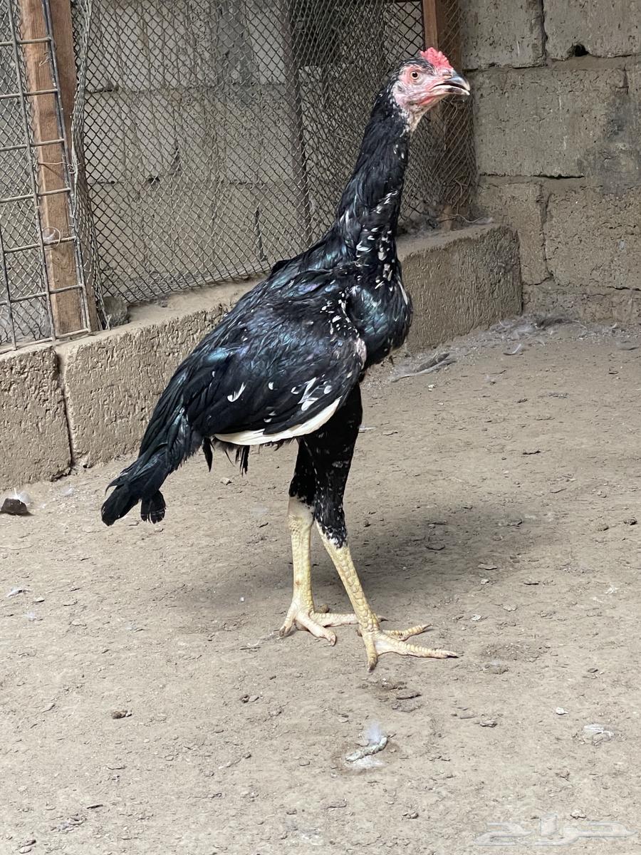 Sindhi Roosters for Sale64009178909442112