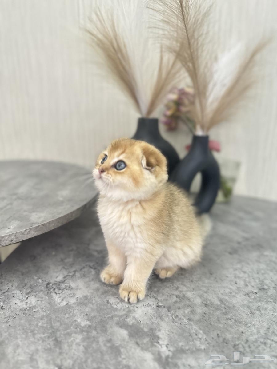 سكوتش فولد مسجل للبيع63999588554882111